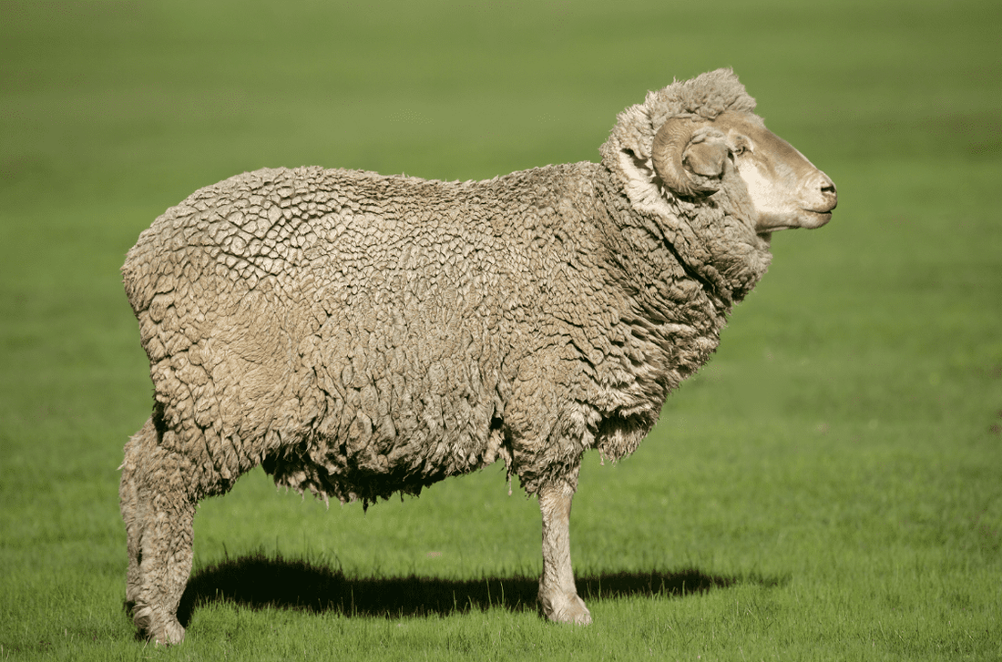 おすすめのメリノウール100%Tシャツ 半袖・長袖を厳選紹介。登山から普段使いにも最適。 - C-one ONLINE STORE