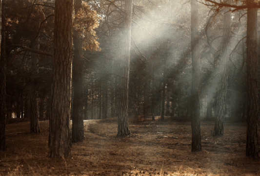 【10/1～10/28開催】重ねて、楽しむ、秋冬スタイル - C-one ONLINE STORE