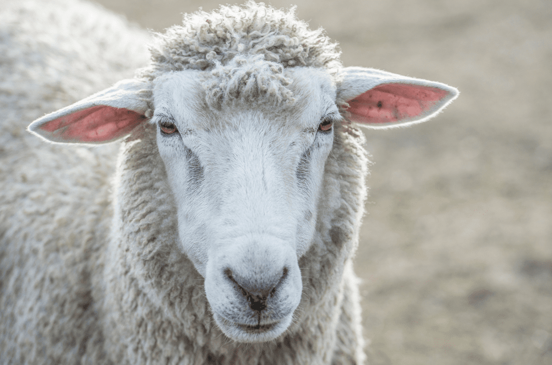 メリノウール・ウール・カシミヤの違いは何？それぞれの特徴を紹介 - C-one ONLINE STORE