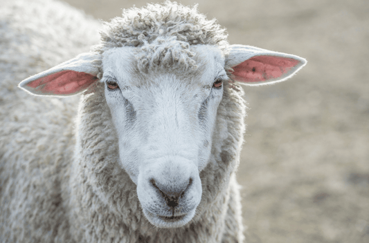 メリノウール・ウール・カシミヤの違いは何？それぞれの特徴を紹介 - C-one ONLINE STORE