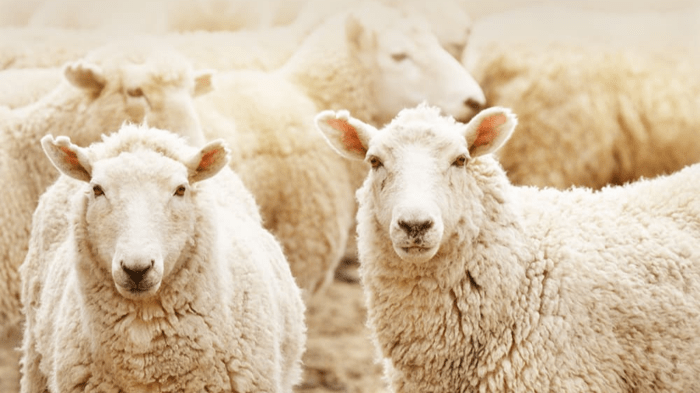 【ご案内】年内発送の受付は終了しました - C-one ONLINE STORE