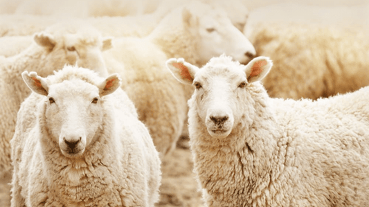 【ご案内】年内発送の受付は終了しました - C-one ONLINE STORE